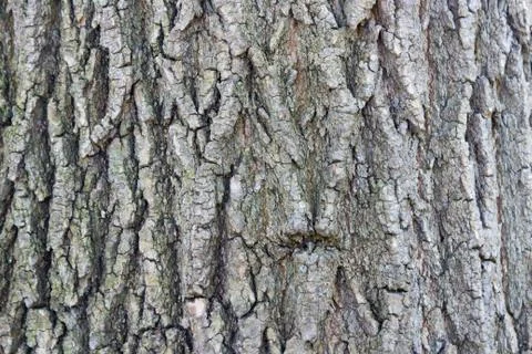 Detailed tree bark background Stock Photos