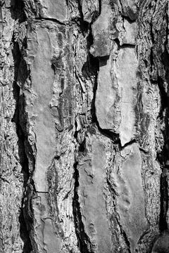 Detailed Tree Bark Texture in Black and White Photos