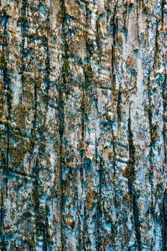 Detailed Tree Bark Texture with Blue and Golden Tones Stock Photos
