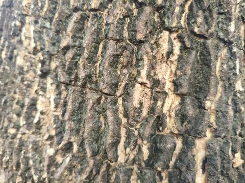 Detailed tree bark texture in close up view Foto stock