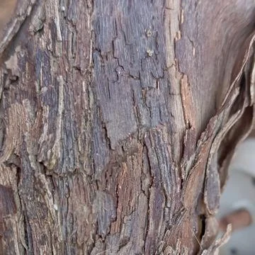 Detailed Tree Bark Texture Close Up Natural Wood Surface Foto stock