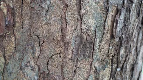 Detailed Tree Bark Texture Close Up Photograph Foto stock