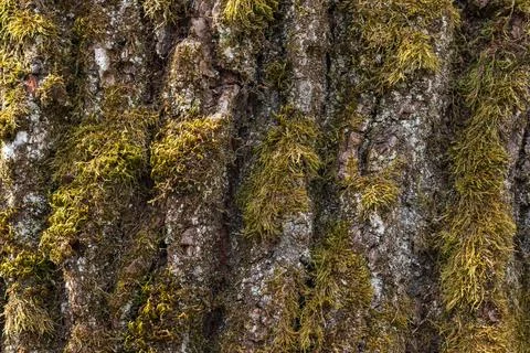 Detailed Tree Bark Texture Covered with Moss and Lichen Natural Forest Backgroun Fotos de archivo