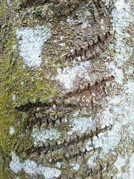 Detailed tree bark texture covered in green moss and white lichen patches c.. Stock Photos