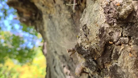 Detailed tree bark texture with gentle spider web moving in breeze Stock Footage 342060487