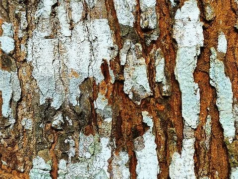 Detailed Tree Bark Texture with Heavy White Lichen and Deep Brown Grooves Stock Photos