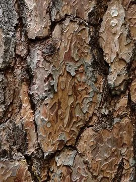 Detailed tree bark texture with layered peeling patterns and rich natural c.. Fotos Stock