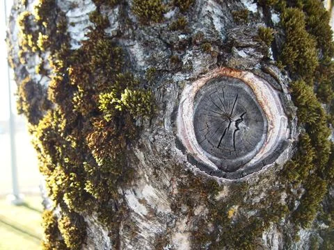 Detailed tree bark texture with moss Stock Photos