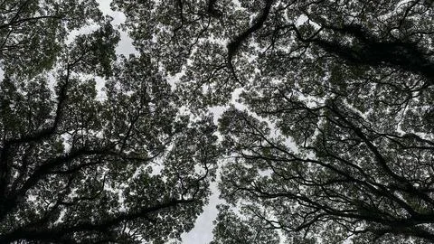 Detailed Tree Branches Viewed from Below in Djawatan Garden Stock Photos