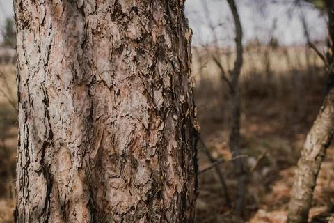 Detailed tree trunk bark of a pine tree in spring with morning sunshine Stock Photos
