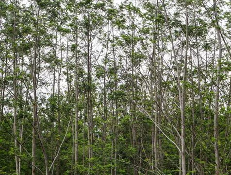 Detailed Tree Trunk Bark Texture Background, Natural Rough Wood Surface wit.. Stock Photos