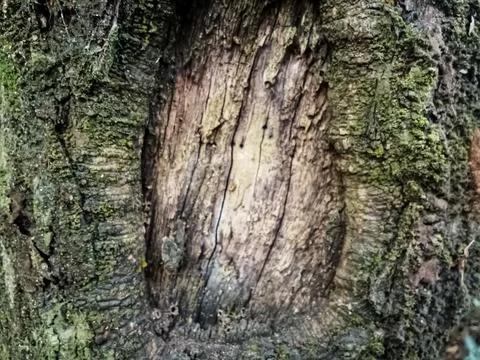 Detailed Tree Trunk Bark Texture with Green Moss and Weathered Wood 스톡 사진