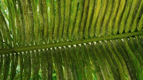Detailed tropical palm leaf texture with natural green patterns in Guatemala Vidéo 335362701