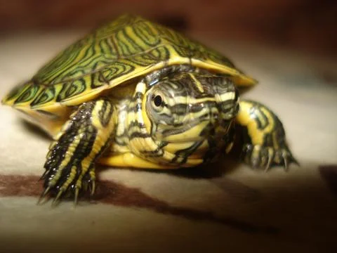 Detailed turtle 스톡 사진