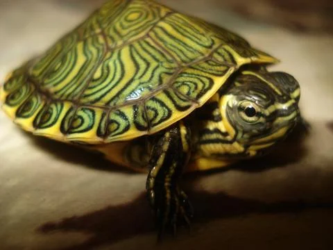 Detailed turtles Foto stock