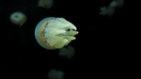 Detailed underwater view of a translucent jellyfish Stock Footage 341465335
