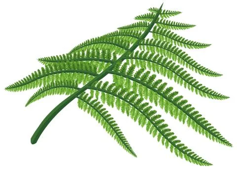 Detailed vector fern Stock Illustration
