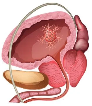 Detailed Vector Illustration of Human Prostate Anatomy Stock Illustration