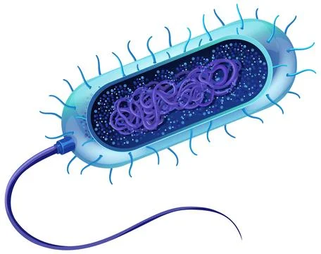 Detailed vector illustration of a prokaryotic bacterium showing internal DNA, Stock Illustration