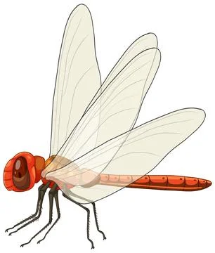 Detailed Vector Illustration of a Red Dragonfly Stock Illustration