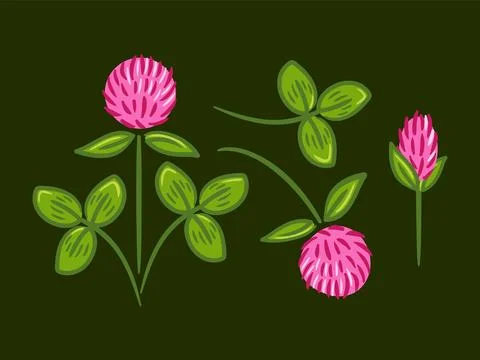 A detailed vector illustration set of red clover, showcasing its vibrant Stock Illustration