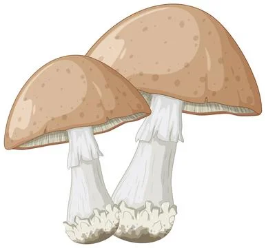 Detailed Vector Illustration of Two Brown Wild Mushrooms on White Background Stock Illustration