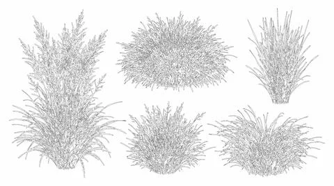 Detailed vector set of ornamental grasses in elevation view Stock Illustration