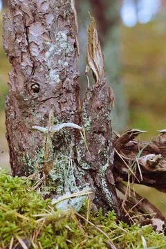 A detailed vertical close-up of a broken pine tree stump covered in lichen an Stockfoto's
