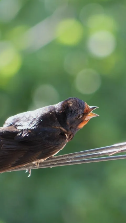 Detailed vertical close-up of a chick swallow tweeting loudly with its orang Stock Footage 343062993