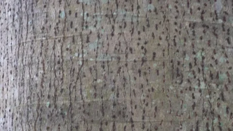 Detailed Vertical Closeup of Tree Bark Texture Stock-Footage 329389207