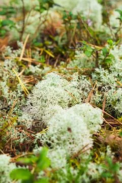 A detailed vertical macro close-up of white reindeer lichen growing on the fo 写真素材
