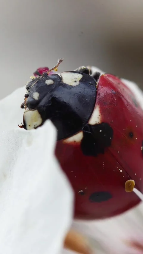 Detailed vertical macro shot showcasing a coccinellidae insect with yellow p Stock Footage 335185121