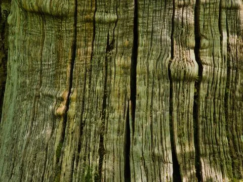 Detailed Vertical Texture of Ancient Tree Bark - Close-up and vertical shot.. Stock Photos