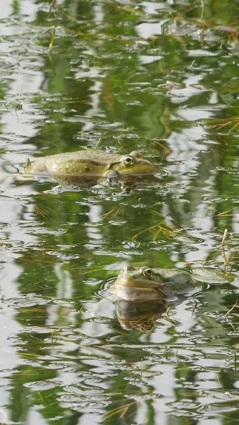 A detailed vertical view of a frog floating on the water surface, showcasing Stock Footage 334340068