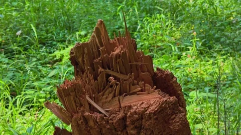 Detailed video of damaged, weathered tree bark in a dense forest. Stock Footage 338238408