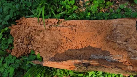 Detailed video of damaged, weathered tree bark in a dense forest. Stock Footage 338238651