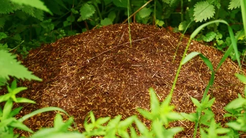 Detailed view of an ant hill in forest undergrowth Stock Footage 335809657