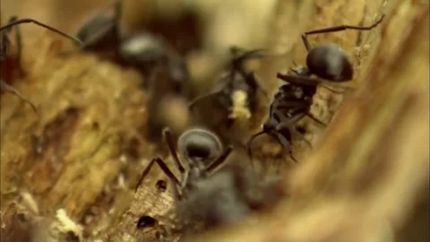 Detailed View of Ants Foraging Inside Rotten Wood Cavity, 4K Video Stock Footage 340316583