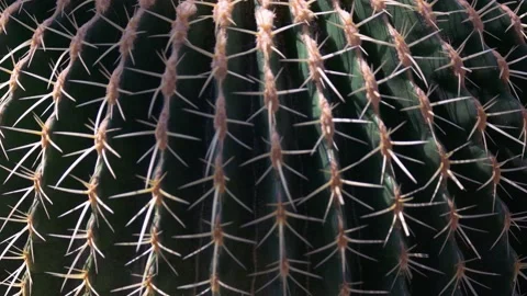 Detailed view of big round cactus with spikes growing in the botanical garden. Video stock 209722778