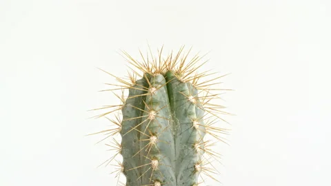 Detailed view of big round cactus with spikes growing on a white background Video stock 232100639