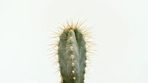 Detailed view of big round cactus with spikes growing on a white background Video stock 233011801