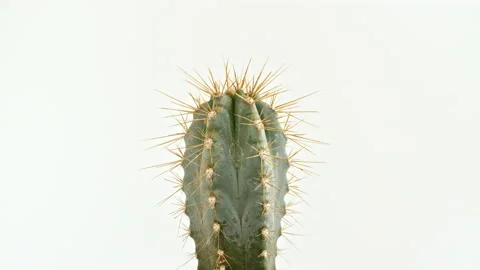 Detailed view of big round cactus with spikes growing on a white background Stock Footage 237017827