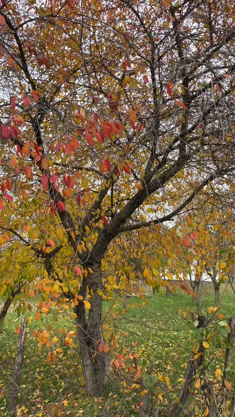 Detailed view of cherry tree leaves in the autumn season, nature macro shot Stock Footage 164608685