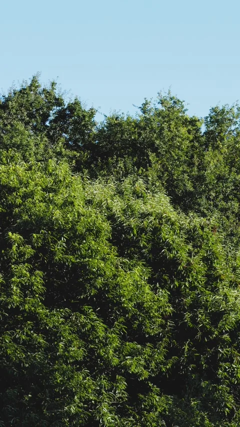 Detailed view of a chestnut tree Видео 297895436
