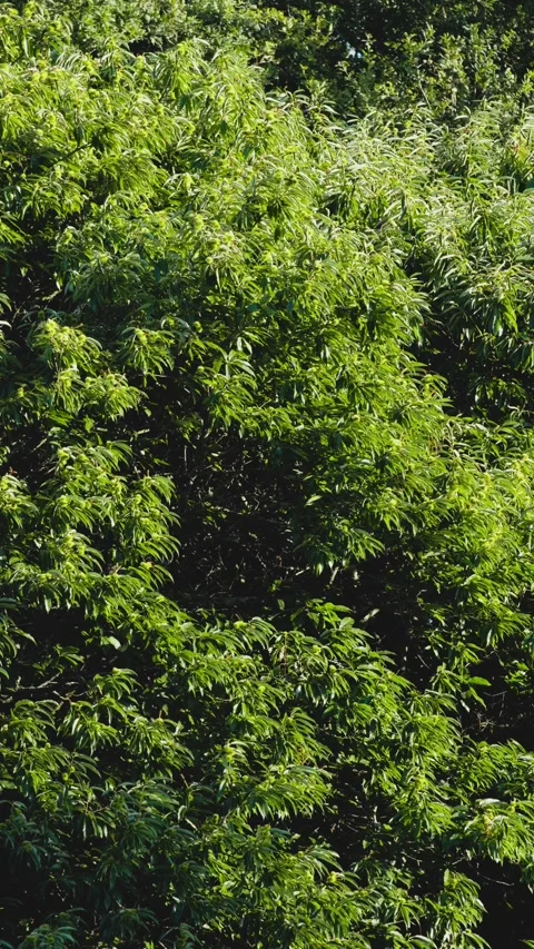 Detailed view of a chestnut tree Video stock 297895446