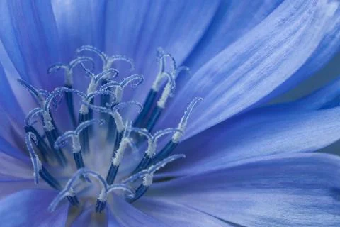 Detailed view of the Chicory Stock Photos