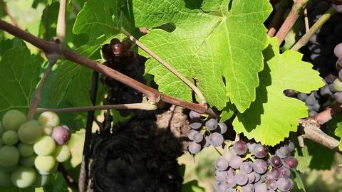 Detailed view of clusters of deep purple grapes ripening on the vine, surroun 写真素材