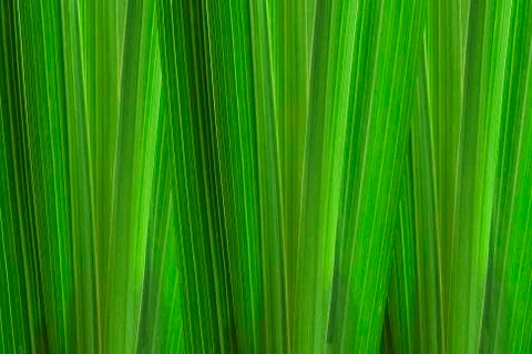 Detailed view of the corn leaf texture. Stock Photos