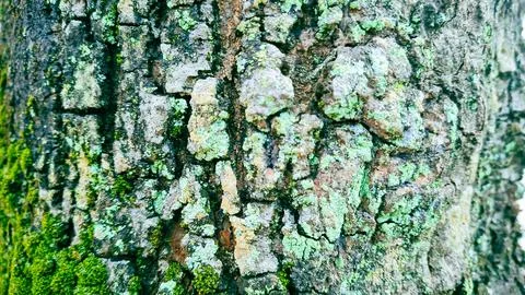 Detailed view of the cracked pattern on a tree trunk. Stock Photos