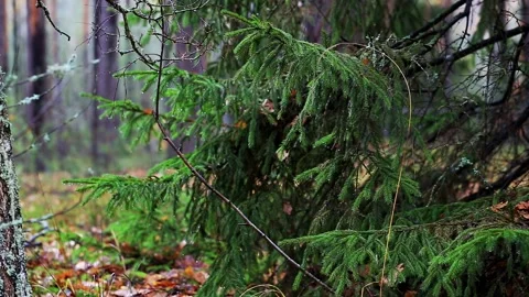 Detailed view of evergreen tree branches featuring numerous water droplets, set Stock Footage 323908869